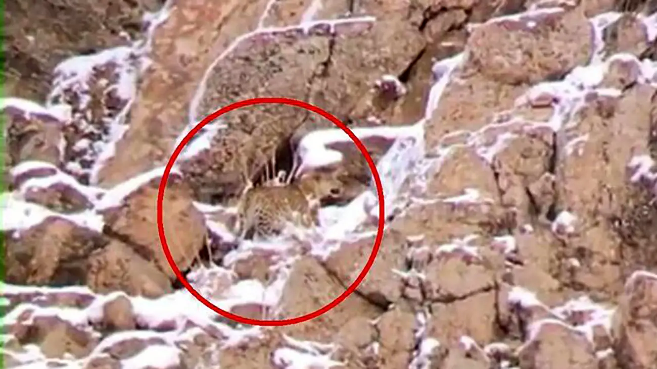 مشاهده یک پلنگ در تهران ! + جزئیات