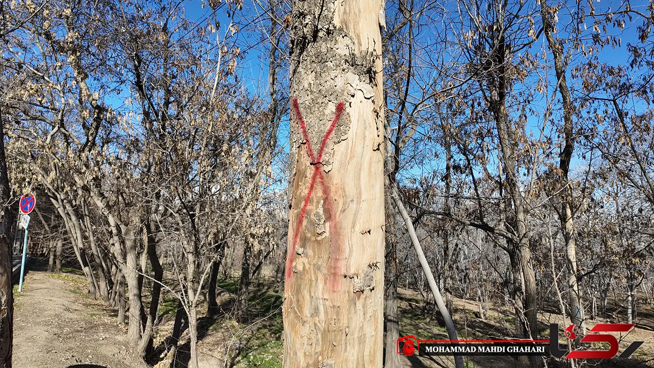 وضعیت بحرانی برای فضای سبز تهران/ ۳۰ درخت چیتگر سال ۸۹ قطع نشد،بحران اوج گرفت / شهرداری تهران در نگهداشت درختان با کندی و ضعف عمل می کند وضعیت بحرانی برای فضای سبز تهران/ ۳۰ درخت چیتگر سال ۸۹ قطع نشد،بحران اوج گرفت / شهرداری تهران در نگهداشت درختان با کندی و ضعف عمل می کند