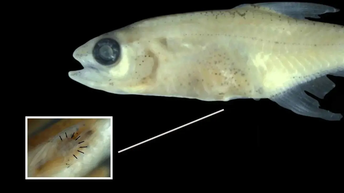 کشف جالب ترین ماهی مینیاتوری آمازون که تاکنون دیده شده کشف جالب ترین ماهی مینیاتوری آمازون که تاکنون دیده شده