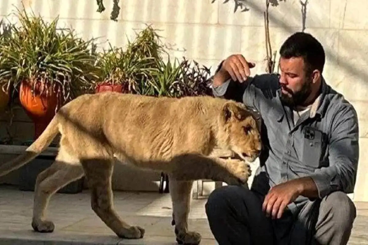 جای شیر من تو خونه بهتر از باغ وحش بود / یه الاغ با جُفتک زد شیر نر رو کشت