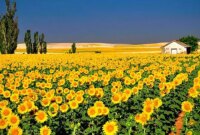 فال ابجد امروز 22 بهمن 1404