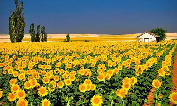 فال ابجد امروز 22 بهمن 1404