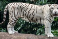 رازهای جالب و کمتر شنیده شده در مورد ببر سفید