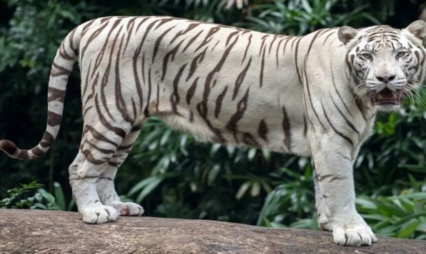 رازهای جالب و کمتر شنیده شده در مورد ببر سفید