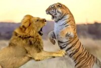 صحنه نادر جدال شیر و ببر در قفس
