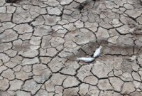 دریاچه ارومیه با وجود بارندگی ها از دست رفت / یک فاجعه‌ جهانی در سطح ملی / ۷۰ درصد تالاب‌ها خشک است/سازمان محیط زیست فقط خبر از دست رفته ها می دهد