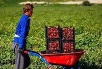 خلاقیتکشاورز تبریزی در آبیاری ابتکاری در زمان بی آبی شاهکاریه در نوع خودش/ هنر نزد ایرانیان است و بس!