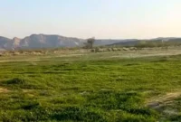 سرسبزی خیره‌ کننده طبیعت بکر مغ احمد در بندرعباس