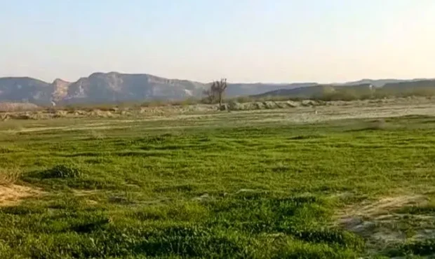 سرسبزی خیره‌ کننده طبیعت بکر مغ احمد در بندرعباس