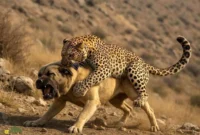 ببینید / جنگ تن به تن سگ و پلنگ از نماهای متفاوت