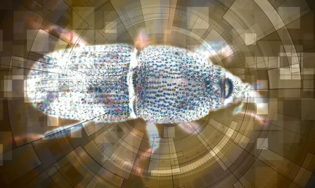 استفاده از هوش مصنوعی برای کنترل آفات در تولید غلات