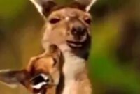 بغل عاشقانه کانگرو و بچه اش بعد از تعقیب و گریز از دست سگ دینگو