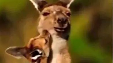 بغل عاشقانه کانگرو و بچه اش بعد از تعقیب و گریز از دست سگ دینگو